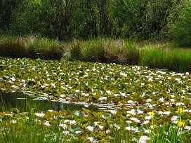 Le Teich Arcachon