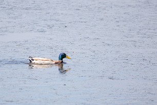 Canard colvert Canard colvert