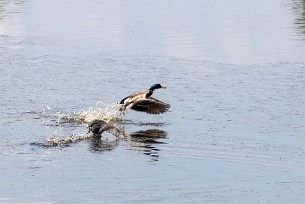 Foulque macroule - Canard Colvert