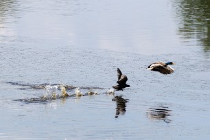 Foulque macrioule - Canard Colvert