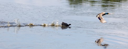 Foulque macroule - Canard Colvert