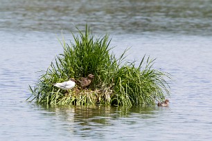 Mouette rieuse