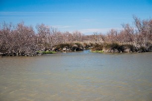 Le petit Rhone Camargue