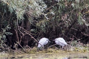 Aigrette garzette Lac du Der