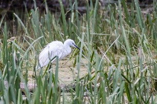 Aigrette garzette Lac du Der