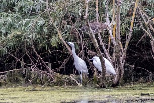 Bihoreau gris - Aigrette garzette Lac du Der