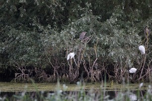 Bihoreau gris - Aigrette garzette Lac du Der