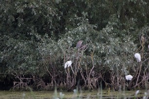 Bihoreau gris - Aigrette garzette Lac du Der