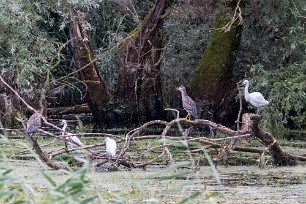 Bihoreau gris - Aigrette garzette Lac du Der