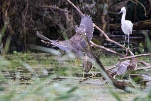 Bihoreau gris - Aigrette garzette Lac du Der