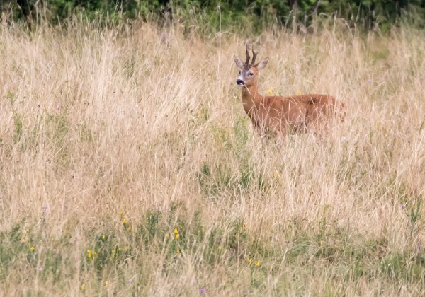 Autres Animaux