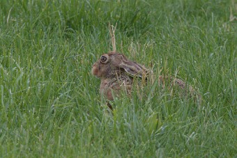 7D1_3818 null