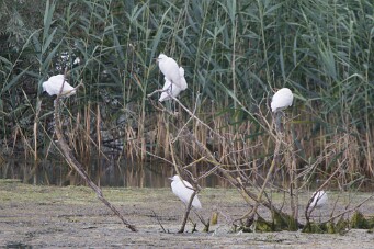 Aigrette garzette_7D1_3409 null