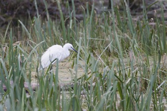 Aigrette garzette_7D1_3538 null