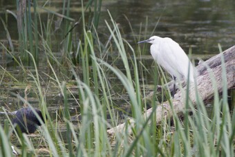 Aigrette garzette_7D1_3540 null