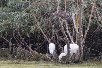 Bihoreau gris - Aigrette garzette_7D1_3400 null