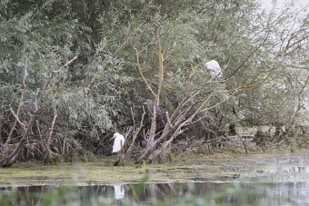 Bihoreau gris - Aigrette garzette_7D1_3413 null