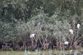 Bihoreau gris - Aigrette garzette_7D1_3662 null
