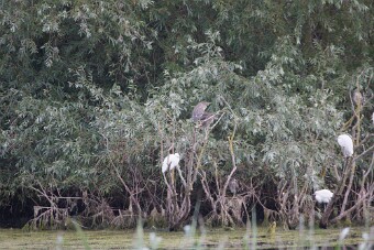 Bihoreau gris - Aigrette garzette_7D1_3663 null