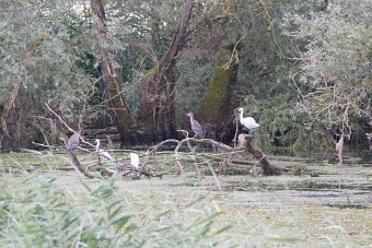 Bihoreau gris - Aigrette garzette_7D1_3706 null