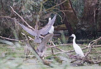 Bihoreau gris - Aigrette garzette_7D1_3708 null