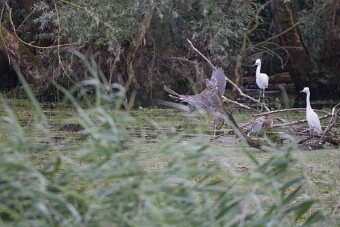 Bihoreau gris - Aigrette garzette_7D1_3711 null