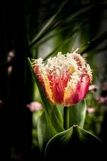 IMG_2666-2 null