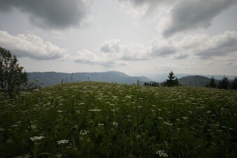CRW_4540 null