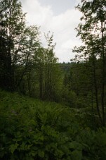 CRW_4542 null