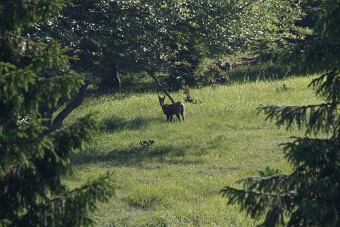 IMG_0103 null