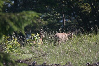 IMG_0107 null