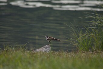 IMG_0133 null