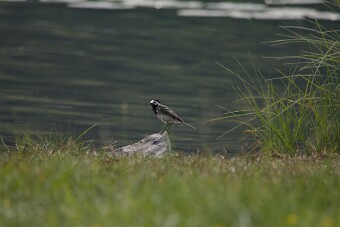 IMG_0135-2 null