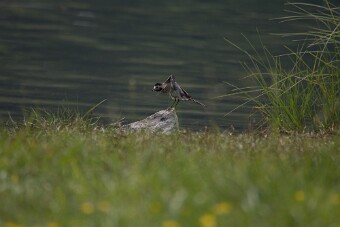 IMG_0136 null