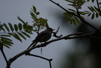 IMG_0157 null