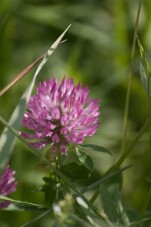 CRW_4566 null