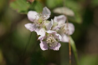 CRW_4658 null