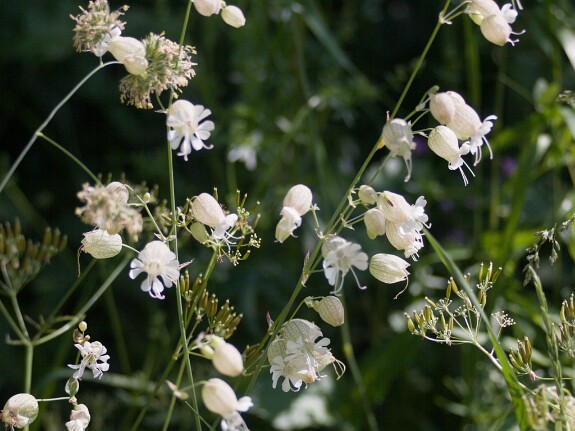 Flore