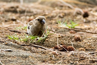 Moineau domestique La Réunion