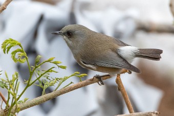 Zostérops de Bourbon La Réunion