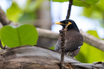 Martin triste La Réunion