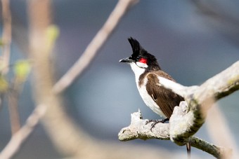 Bulbul orphée La Réunion