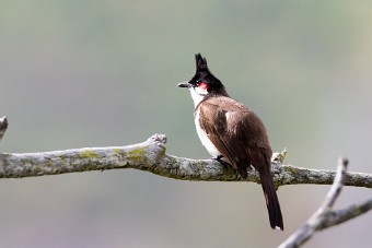 Bulbul orphée La Réunion