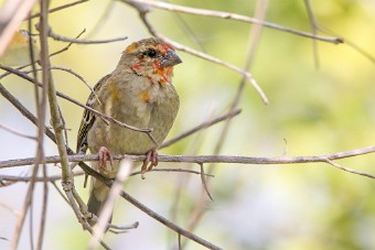 Foudi rouge La Réunion