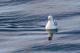 Fulmar boréal Stykkishólmur