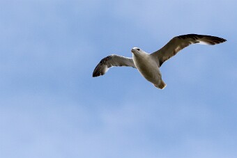 Fulmar boréal Fjords du Nord-Ouest - Falaises de Latrabjarg