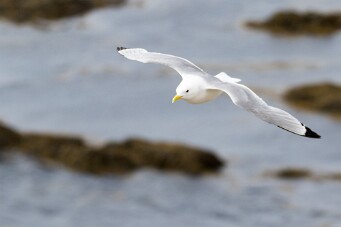 Mouette tridactyle Fjords du Nord-Ouest - Falaises de Latrabjarg