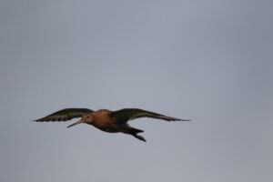 Lire la suite à propos de l’article Islande 2025 – Jour 11