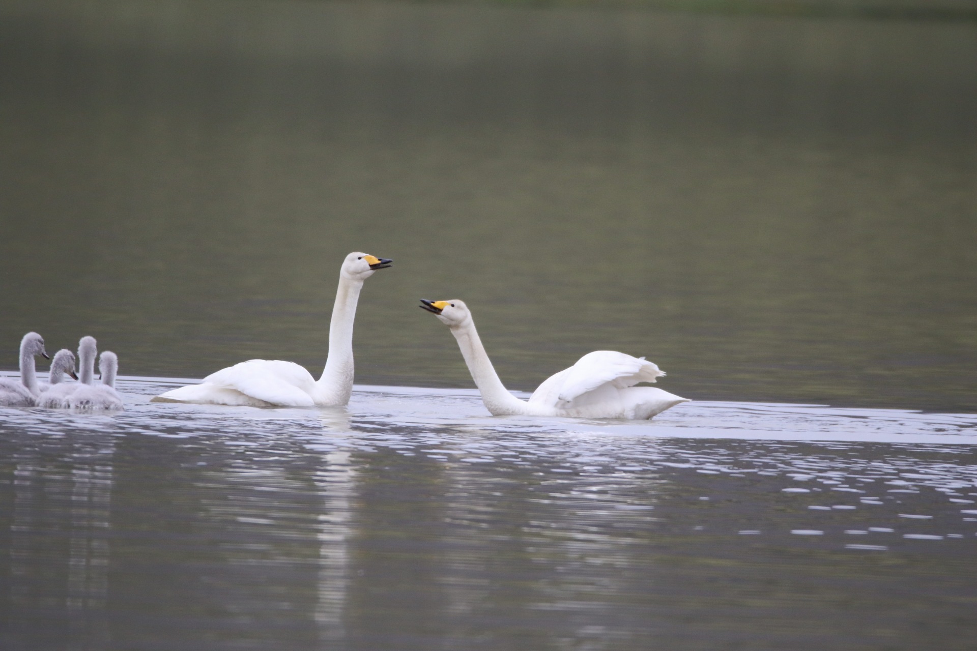 Lire la suite à propos de l’article Islande 2025 – Jour 18