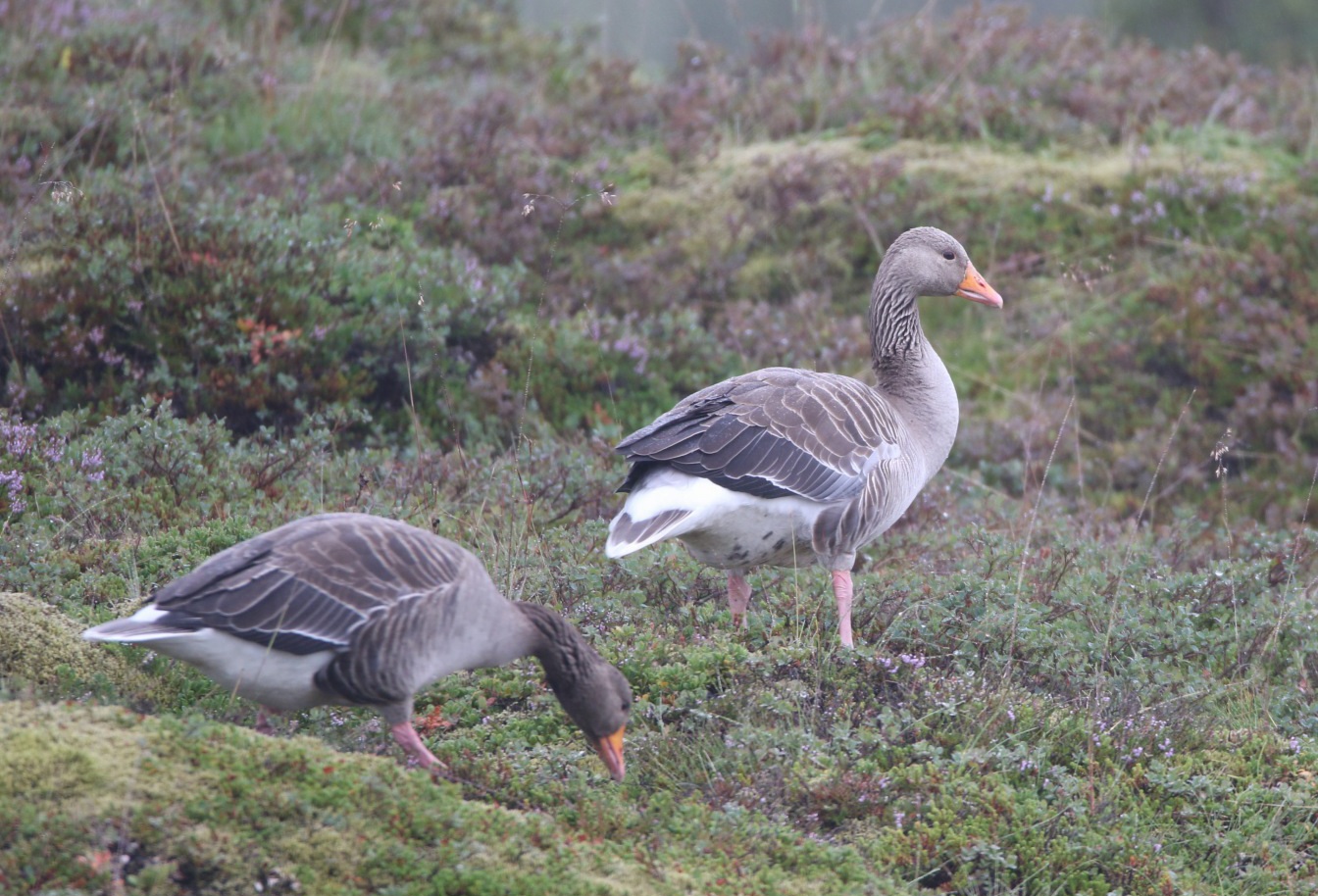 Lire la suite à propos de l’article Islande 2025 – Jour 22